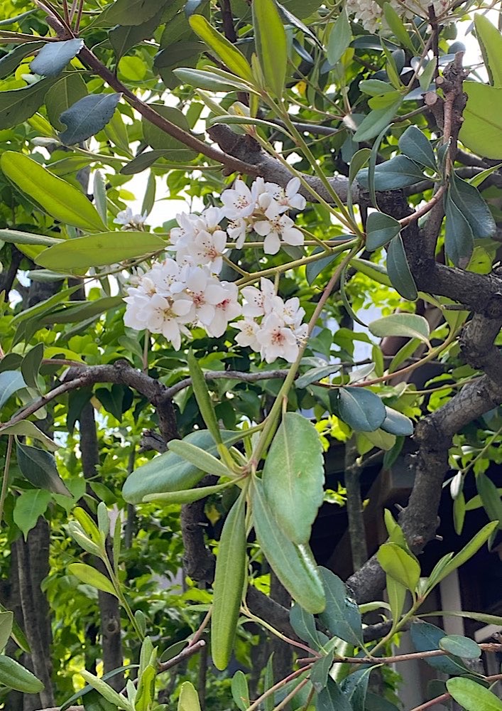 Blooming flowers on a tree