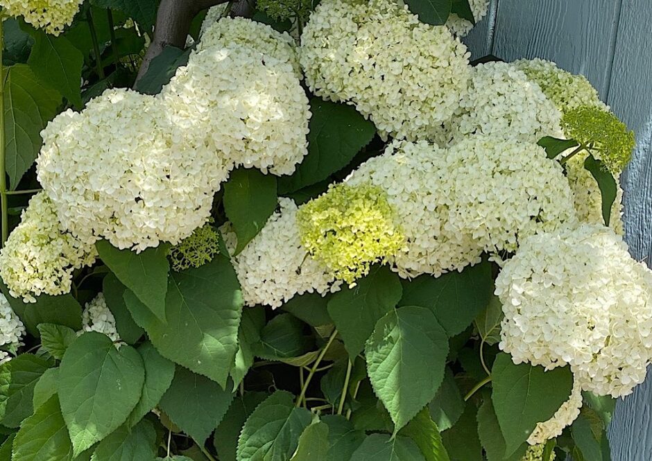 Hydrangea