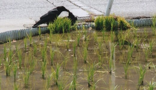 The crows are kissing!